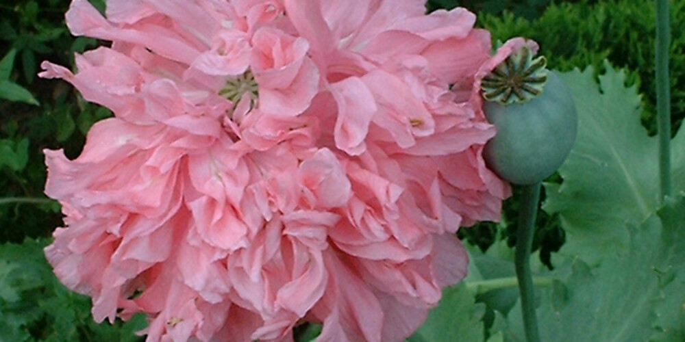 Den ettårige fylte valmuen 'Bombast Pink' kan du så rett i hagen.