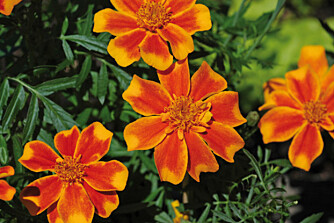 IKKE KLÅ: Tagetes kan gi hudirritasjoner. IKKE KLÅ: Tagetes kan gi hudirritasjoner.