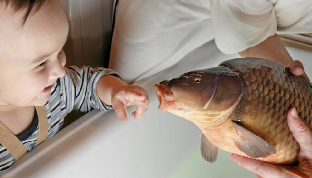 Blir barna smartere av å spise fisk? Det skal et stort forskningsprosjekt se nærmere på.