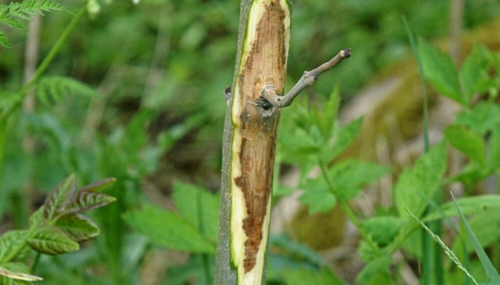 SYK: Typisk nekrose (dødt vev) på Ask (Fraxinus excelsior).