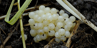 SNEGLEBARN: Egg av iberiaskogsnegle. Sneglen legger typisk 20-30 egg i en klynge. SNEGLEBARN: Egg av iberiaskogsnegle. Sneglen legger typisk 20-30 egg i en klynge.