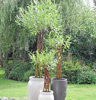 FLETTET SALIX: Flettet Salix er en trend i år. FLETTET SALIX: Flettet Salix er en trend i år.