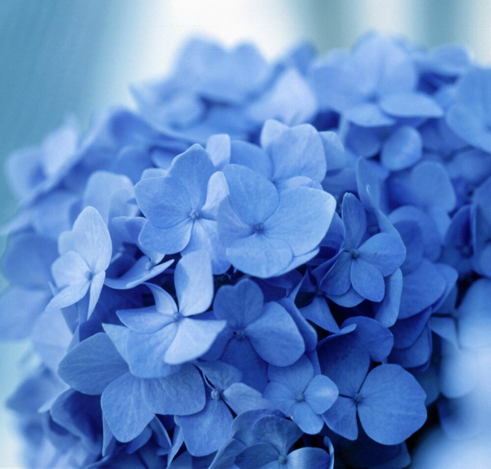 HETT MED HORTENSIA: Forskjellige varianter av Hortensia frisker opp i uterommet i sommer. HETT MED HORTENSIA: Forskjellige varianter av Hortensia frisker opp i uterommet i sommer.
