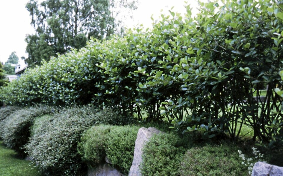 MIKS OG MATCH: Miks gjerne flere forskjellige typer hekk, og ikke kjør deg fast på ett spor.