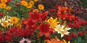 HØSTRABATT: Sikre blomstring om høsten med røde og hvite liljer sammen med stauder.