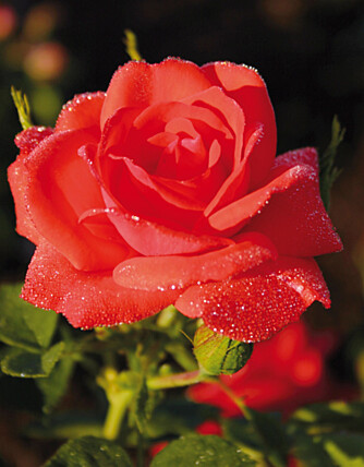 HAGENS DRONNING: Få blomster er like vakre som rosen. Slik får du det til.