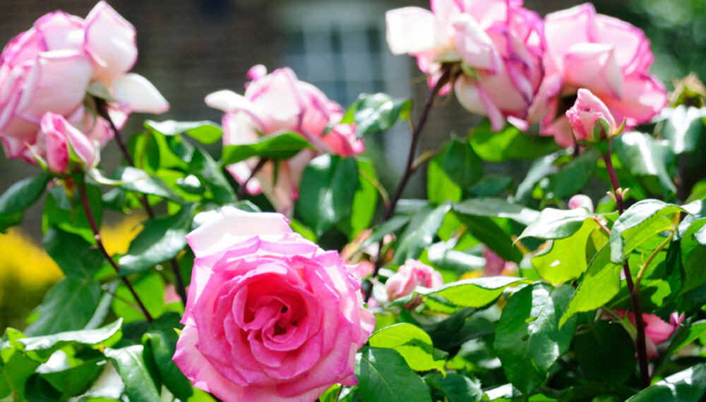 HAGEDRØM: Hvem vil vel ikke ha en hage full av duftende vakre roser i sommer?