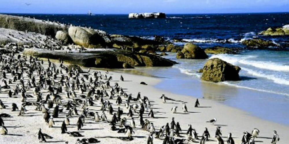PINGU: Pingu er vel ingen brillepingvin, men på temareise til Afrika kan man besøke en koloni med de sjeldne dyrene, som nesten kan kalles Pingus fettere.