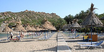 PALMESKOG: Ved Stranden Vai på Kreta vokser Europas største palmeskog.