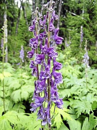 SVÆRT GIFTIG: Tyrihjelm er en av de giftigste viltvoksende plantene man finner. Den vokser både på fjellet og i lavlandet.