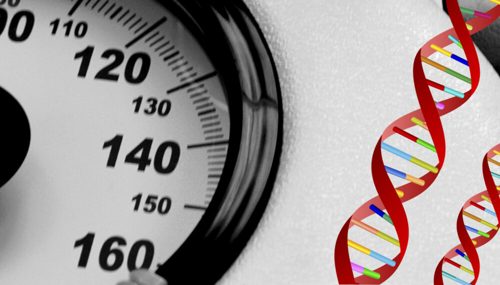 DNA: Genene påvirker kroppsvekten
