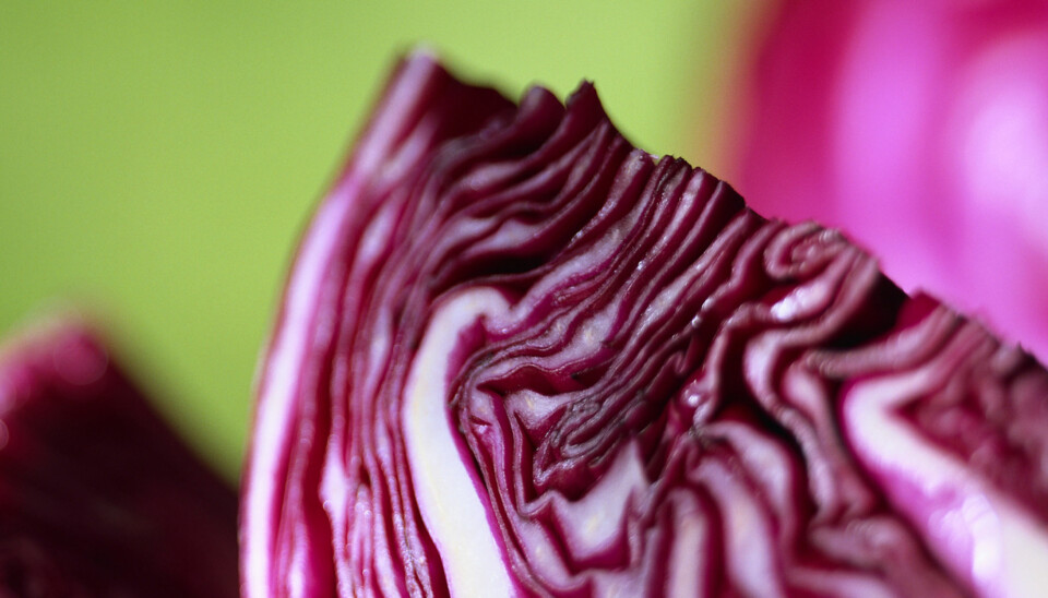 LILLA ANTIOKSIDANTER: I rødkål, lollosalat, rød løk, granateplekjerner, rødbeter og rød Ekebladsalat finner du masse antioksidanter. Dette er flotte salatingredienser.