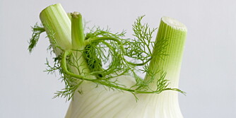 FENNIKEL: denne aromatiske grønnsaken kan spises rå. Smaken minner om anis og lakris. Fennikel er mager, fiberrik og inneholder en rekke fytokjemikalier.