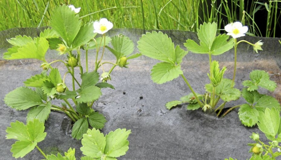 PLANTE JORDBÆR: Med fiberduk kommer ikke ugresset og jorda holder seg varmere. PLANTE JORDBÆR: Med fiberduk kommer ikke ugresset og jorda holder seg varmere.