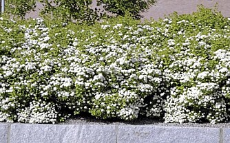 FRI HEKKING: Bjørkebladspirea ""Thor"" (Spirea Betufolia) vokser tett og blomstrer i juni og juli. Foto: Opplysningskontoret for blomster og planter FRI HEKKING: Bjørkebladspirea ""Thor"" (Spirea Betufolia) vokser tett og blomstrer i juni og juli. Foto: Opplysningskontoret for blomster og planter