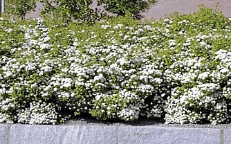 FRI HEKKING: Bjørkebladspirea ""Thor"" (Spirea Betufolia) vokser tett og blomstrer i juni og juli. Foto: Opplysningskontoret for blomster og planter