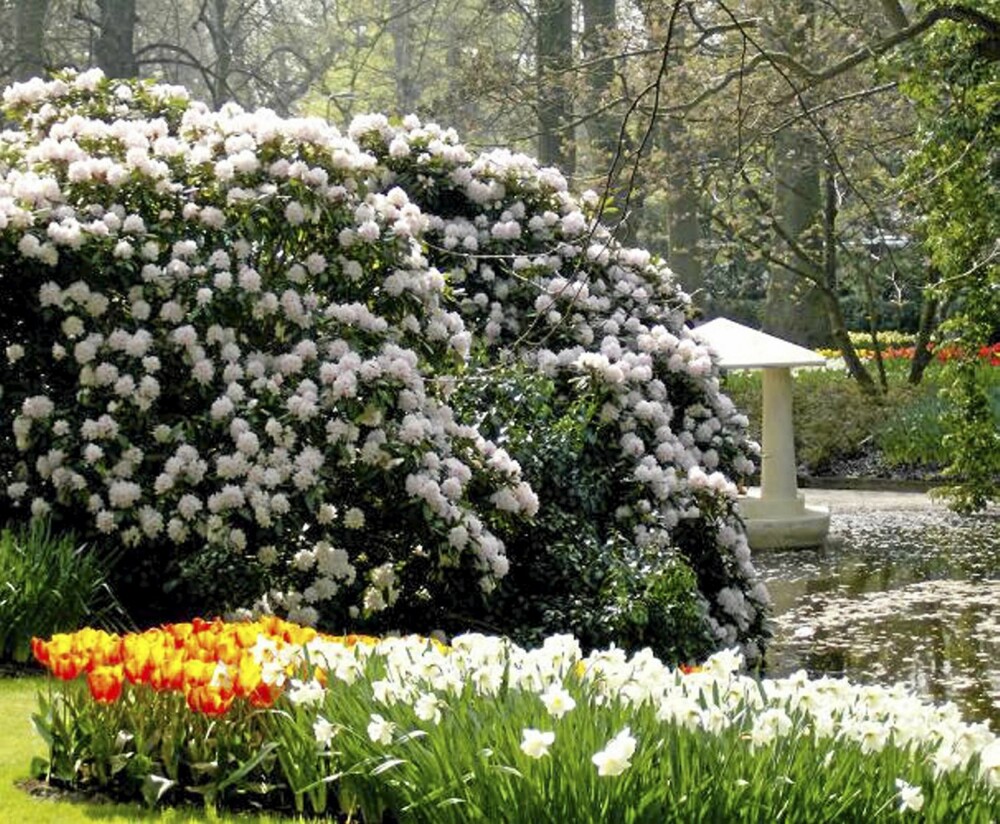 RÅSTOR. En Rhododendron bruker lang tid på å bli så stor, men dersom du ikke har det travelt er den verdt å vente på. FOTO: Opplysningskontoret for blomster og planter