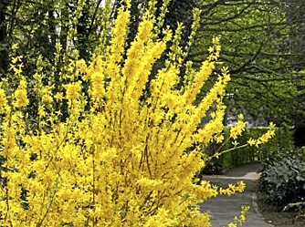 GULLREGN. Praktgullbusken er vakker når den står i blomst, i mai. Litt sprikende av vekst, men gjør seg fint i en fri hekk, sammen med andre vekster. FOTO: Opplysningskontoret for blomster og planter