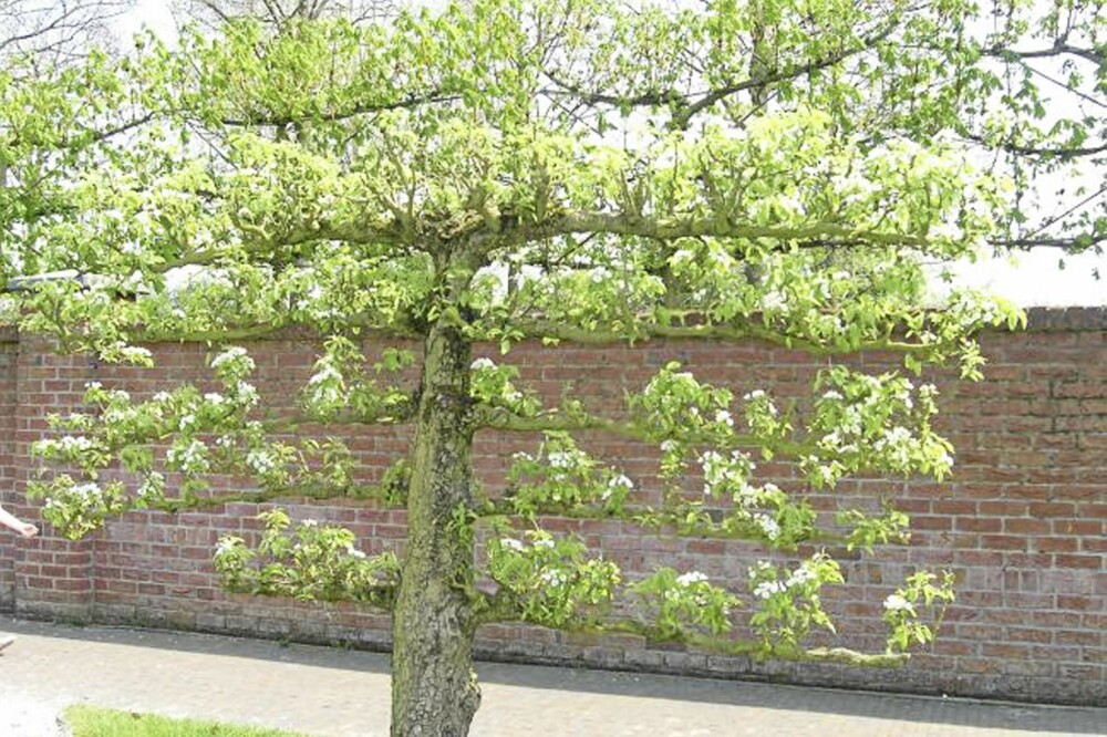 FRUKTBART. Dette epletreet er tvunget inn i vifteform og kan fungere som hekk, dersom du ikke er opptatt av god skjerming. FOTO: Opplysningskontoret for blomster og planter FRUKTBART. Dette epletreet er tvunget inn i vifteform og kan fungere som hekk, dersom du ikke er opptatt av god skjerming. FOTO: Opplysningskontoret for blomster og planter
