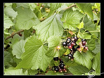 BÆRE LÆKKERT. Bærbusker, som solbær, rips og stikkelsbær er fine hekkeplanter. FOTO: PixlPerpetrator via Flikr.com http://bit.ly/8Z8hH6 BÆRE LÆKKERT. Bærbusker, som solbær, rips og stikkelsbær er fine hekkeplanter. FOTO: PixlPerpetrator via Flikr.com http://bit.ly/8Z8hH6
