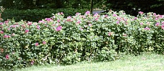 TID FOR TE? Rynkerosene får fine nypefrukter når blomstringen er over. Ingenting i veien for at en hekk bærer frukter. Foto: Opplysningskontoret for blomster og planter TID FOR TE? Rynkerosene får fine nypefrukter når blomstringen er over. Ingenting i veien for at en hekk bærer frukter. Foto: Opplysningskontoret for blomster og planter