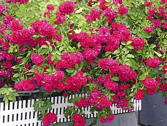 I NEVER PROMISED: En buskrose er ikke bare hyggelig, den skjermer også mor innsyn, lyd og vind. FOTO: Opplysningskontoret for blomster og planter I NEVER PROMISED: En buskrose er ikke bare hyggelig, den skjermer også mor innsyn, lyd og vind. FOTO: Opplysningskontoret for blomster og planter