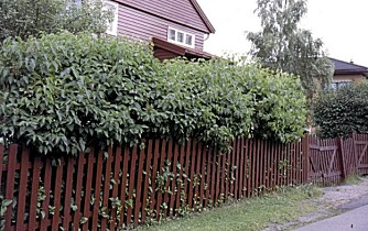 TOMT. Syriner er absolutt flottest når de blomstrer, men de utgjør en fin og tett hekk også uten. FOTO: Opplysningskontoret for blomster og planter