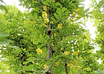 ERTA-BERTA. Sibirertebusken skjuler de gule blomstene bak noen sarte blader slik at du må komme litt innpå den for å se skjønnheten. FOTO: Tynning Planteskule, www.tynningplanteskule.no