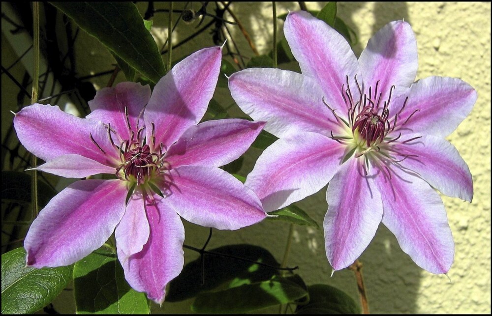 KLEMATIS: Det er full blomst i hagesentrene og tid for å gjøre gode kjøp. Tilbudene vil variere fra senter til senter.