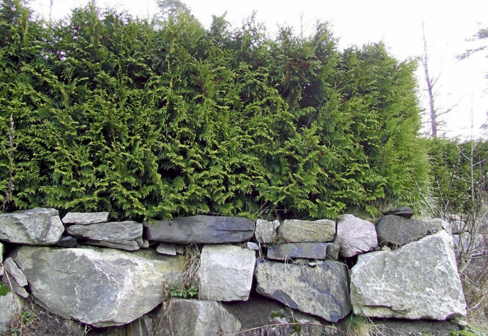 FOLKEHEKKEN: Tuja-hekken Brabant var den planten som varierte minst i vår prissammenligning.