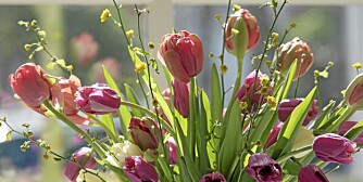 VÅR I VINDUET: Det er tid for å tenke på våren. Kjøp inn blomster til å sette i vinduskarmen, eller så frø til vårens og sommerens planter.