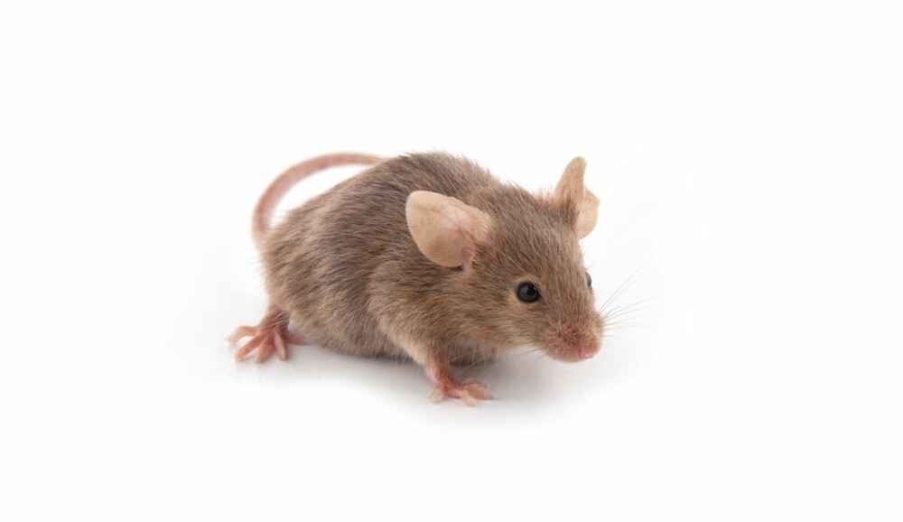 SUPERMUS: Normalt vil hybrider innenfor to underarter bare produsere avkom med dårligere sædkvalitet, men det er absolutt ikke tilfellet her. SUPERMUS: Normalt vil hybrider innenfor to underarter bare produsere avkom med dårligere sædkvalitet, men det er absolutt ikke tilfellet her.