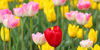 Mange farger: Tulipanene finnes i mange farger og sorter. Alle kan finne sin favoritt.