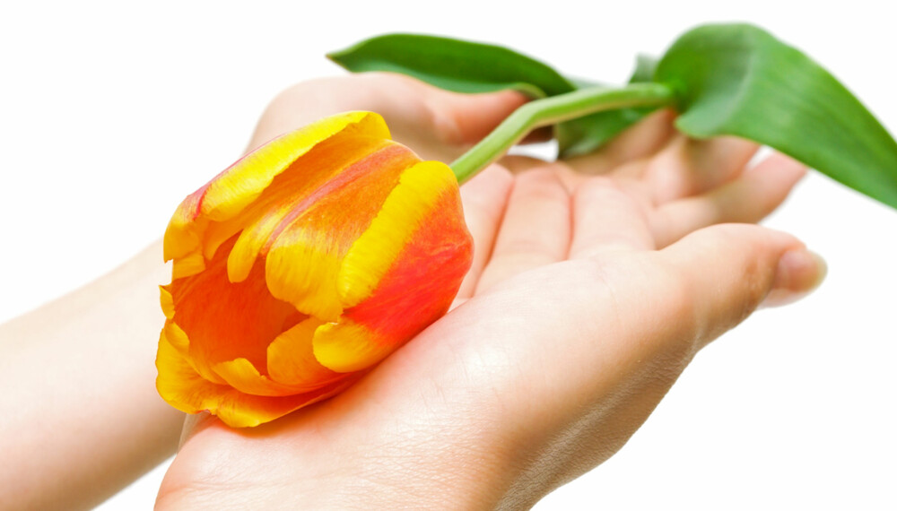 Tulipan: Den nydelige løkblomsten er et av vårens vakreste tegn.