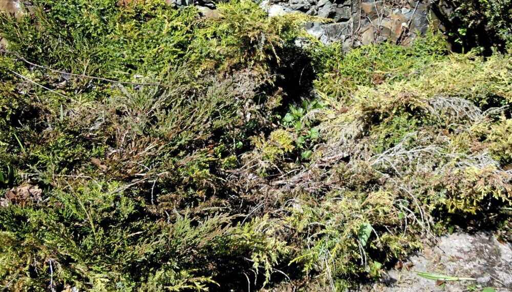 BRUNE GRENER: Mange vintergrønne busker har fått et tøff start etter en bråkald vinter.