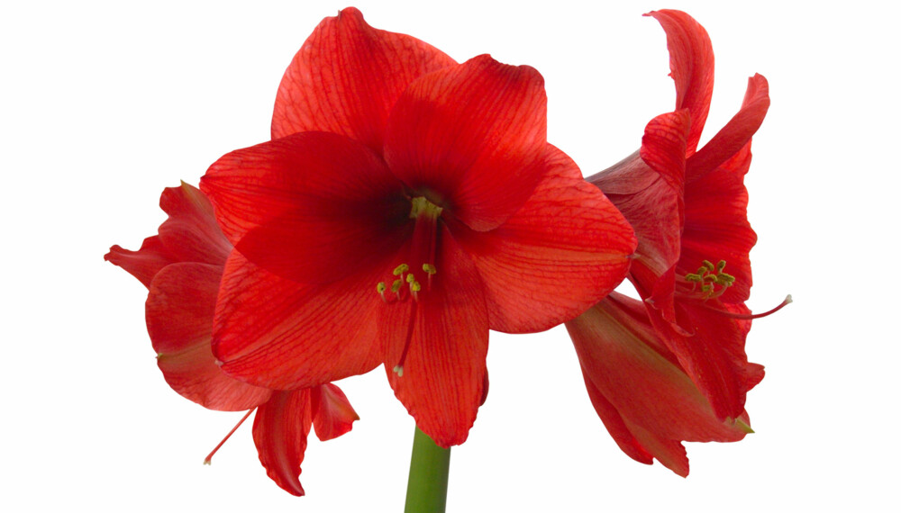 MAJESTETISK AMARYLLIS: Amaryllis er en flott plante som pynter fint opp i jula.