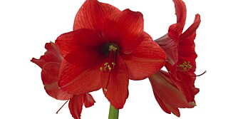 MAJESTETISK AMARYLLIS: Amaryllis er en flott plante som pynter fint opp i jula.