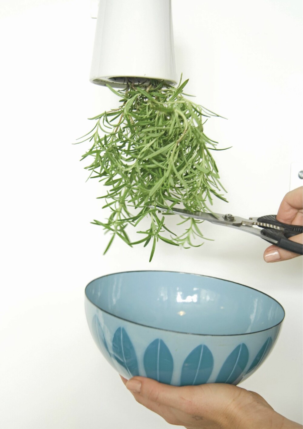 PRAKTISK POTTE: Med denne blomsterpotten kan du klippe krydderet rett i salaten eller i sausen.