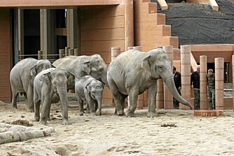 På marsj. Elefantfamilien går på et halv meter tykt underlag som beskytter føttene.