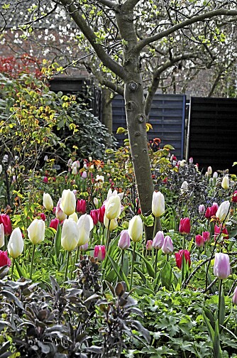 VÅRBLOMSTER: Ønsker du tulipaner til våren må du få løken i jorden før frosten