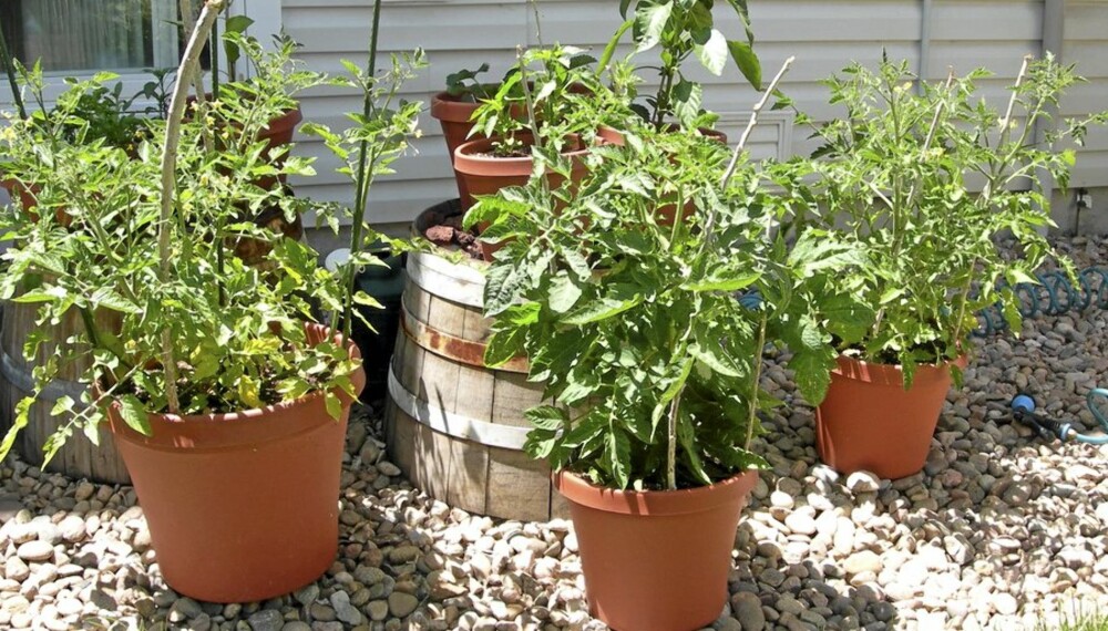 PLANT SELV: Krydder og grønnsaker kan plantes i krukker, kasser eller rett i jorda. Men gjør det nå!