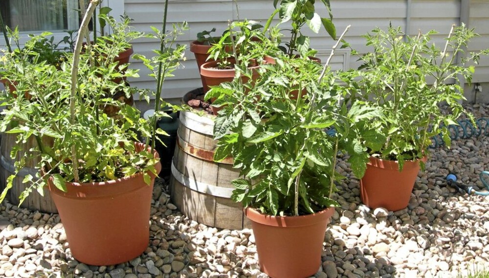 PLANT SELV: Krydder og grønnsaker kan plantes i krukker, kasser eller rett i jorda. Men gjør det nå! PLANT SELV: Krydder og grønnsaker kan plantes i krukker, kasser eller rett i jorda. Men gjør det nå!