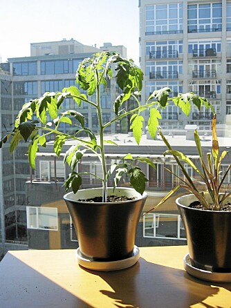 TOMATPLANTE: Tomatene bør plasseres på et varmt og solrikt sted.