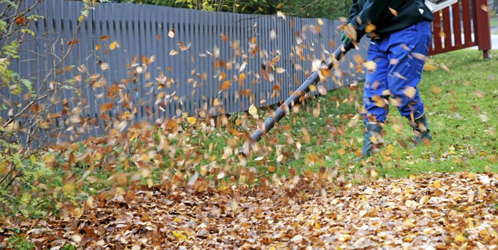 LEI AV LØV? Du trenger ikke rake eller kjøpe løvblåser. Ny forskning viser at meitemarken hjelper oss langt mer enn hva vi tidligere har trodd. LEI AV LØV? Du trenger ikke rake eller kjøpe løvblåser. Ny forskning viser at meitemarken hjelper oss langt mer enn hva vi tidligere har trodd.