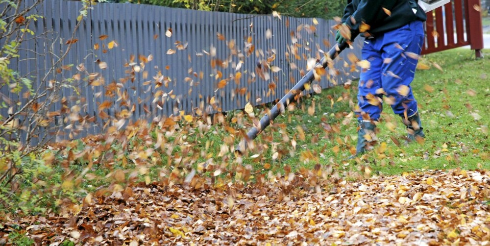 LEI AV LØV? Du trenger ikke rake eller kjøpe løvblåser. Ny forskning viser at meitemarken hjelper oss langt mer enn hva vi tidligere har trodd.