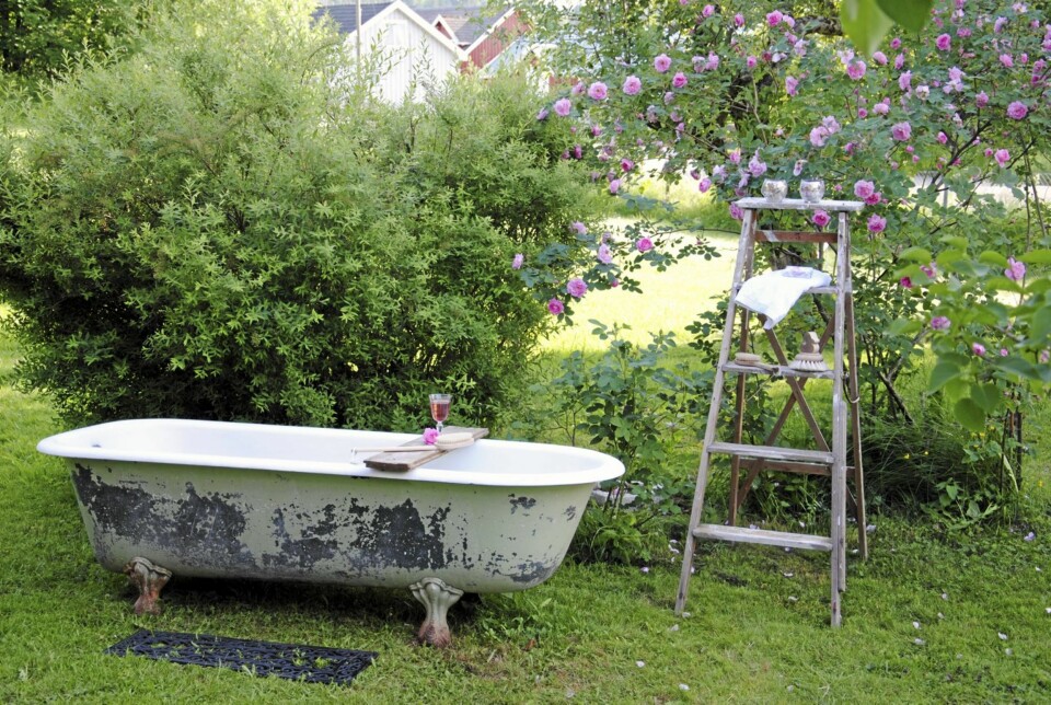 Et herlig, gammelt, badekar har fått plass ved rosebusken i hagen.