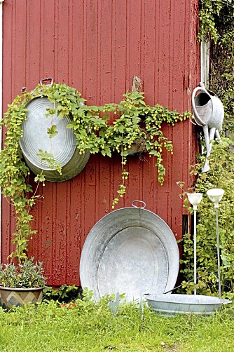 REGNVANN. Husk å vanne potteplanter og andre vekster som står ute tett inntil veggen eller under tak. De får ikke med seg høstregnet.