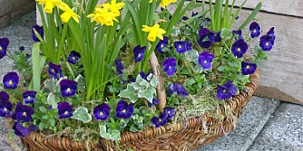 BLOMSTER OG FROST. Mange sommerblomster er sårbare mot nattefrost, men stemorsblomsten klarer seg. Generelt kan man dekke til bedene om natten dersom det er fare for frost.