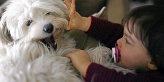 BARN OG HUNDER: Kan det å oppdra barn sammenlignes med å trene hund?