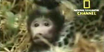 VEKKER MORSINSTINKTET: Etter at moren er drept, søker denne bavian-ungen tilhold hos morderen - leoparden.
